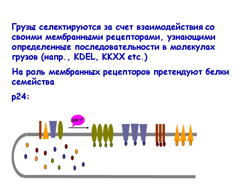 Грузы селектируются за счет взаимодействия со своими мембранными рецепторами, узнающими определенные последовательности в молекулах
